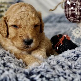 Bernedoodle, Goldendoodle, and Poodle Puppies from Raintree Standard Poodles & Mini Doodles