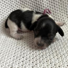 Dachshund Puppies from Morgan Burtenshaw