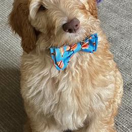 Goldendoodle Puppies from Lundee Doodles