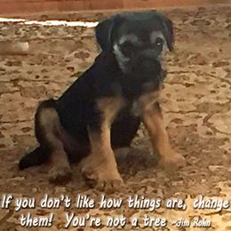 Border Terrier Puppies from Silli's Border Terriers