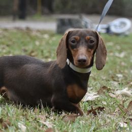 Maggie - Dachshund
