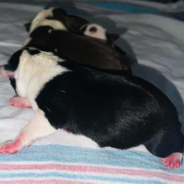 Girl 1 - Black and white female Boston Terrier puppy in Coopertown, Tennessee from Toon’s Boston Terriers