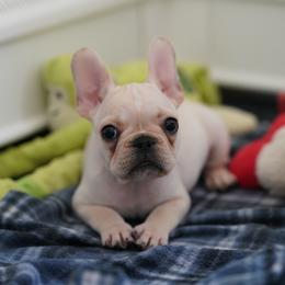 Moki - Fawn male French Bulldog puppy in Sidney Center, New York from iFrenchi