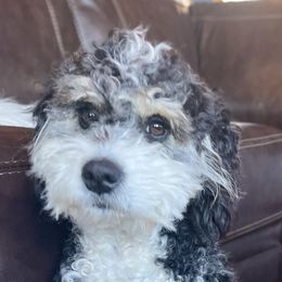 Ember - Bernedoodle