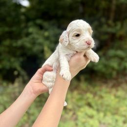 Shelby - Cream female Cockapoo puppy in Tallahassee, Florida from Panhandle Pups