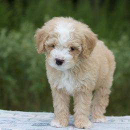 Dandy - Red male Bernedoodle puppy in Choudrant, Louisiana from Boxwood Doodles