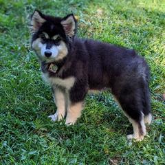 Native American Indian Dog Puppies from Indian Valley Kennels