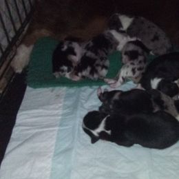 Miniature Australian Shepherd Puppies from 3L Miniature Australian shepherds
