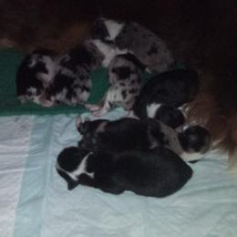 Miniature Australian Shepherd Puppies from 3L Miniature Australian shepherds