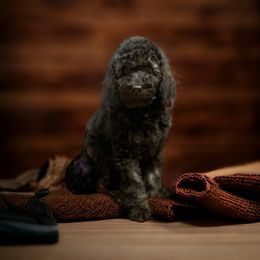 Poodle Puppies from SP standard Poodles
