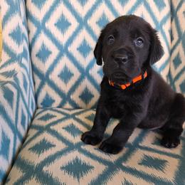 Orange collar female - Black female Labrador Retriever puppy in Holyoke, Massachusetts from Urban Oak Labradors LLC