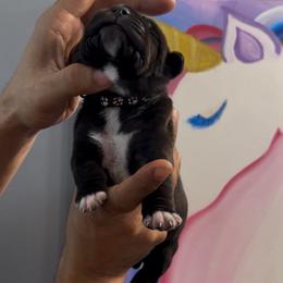 Boy 2 - Black male Cane Corso puppy in Clewiston, Florida from Far From Average Kennels