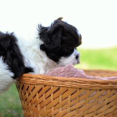 Bichon Frises, Shichons, and Shih Tzus from Teddy Bears of Arizona
