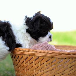 Bichon Frises, Shichons, and Shih Tzus from Teddy Bears of Arizona