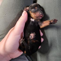 Flutter - Black and tan female Dachshund puppy in Cedarcreek, Missouri from Cedarcreek Dachshunds
