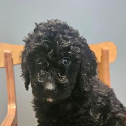 Abby - Parti female Goldendoodle puppy in Kansas City, Missouri from Poppy's Doodles