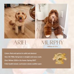 Goldendoodle puppies from Bows and Ties Doodles, LLC