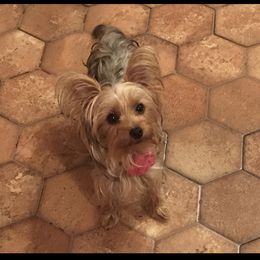 Yorkshire Terrier Puppies from YorkiStars