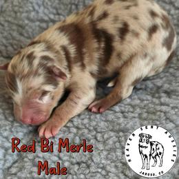 Waco - Red merle male Miniature Australian Shepherd puppy in Jaroso, Colorado from Heaven Sent Aussies