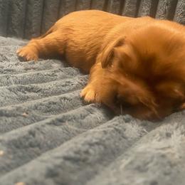 Copper - Ruby male Cavalier King Charles Spaniel puppy in London, Arkansas from Frosty’s Cavaliers