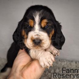 Fanny - Black brown and white female Basset Hound puppy in Mack's Creek, Missouri from Mack's Creek Basset Hounds