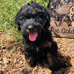 Goldendoodle Puppies from 24 Karat Doodles