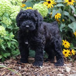 Polly - Black female Whoodle puppy in West Bend, Iowa from Blue Skies Terriers