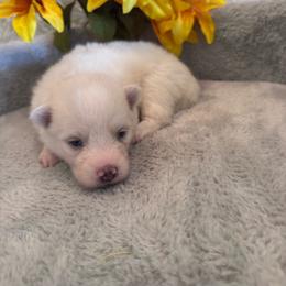 Male 1 - White male Pomsky puppy in Bucyrus, Missouri from Hill Top Pomskies