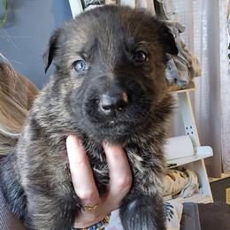 M 2500 - Sable male German Shepherd puppy in Buckfield, Maine from Levesques German Shepherds