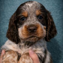 Lyra - Liver white and roan female English Springer Spaniel puppy in Florida from Thunderbird Springers