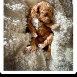 Canyon - Cafe au lait male Poodle puppy in Rochester, New York from Mellies Miniature Poodles