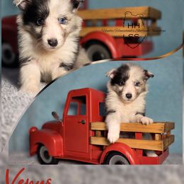 Venus - Blue merle and white female Shetland Sheepdog puppy in Lebanon, Tennessee from Henotic Homestead's Shetland Sheepdogs