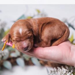 Sage - Red  female Goldendoodle puppy in New Lenox, Illinois from New Doods On The Block