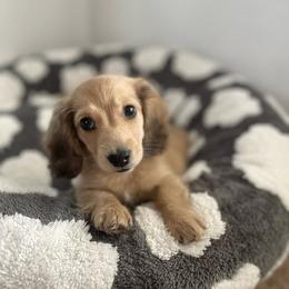 Goose - Dachshund