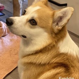 Pembroke Welsh Corgi Puppies from Gwyndolyns