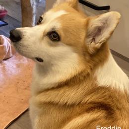Pembroke Welsh Corgi Puppies from Gwyndolyns