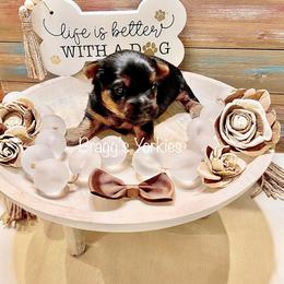 Yorkshire Terrier Puppies from Bragg’s Yorkies