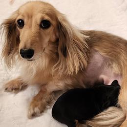 Lucy - Black and cream female Dachshund puppy in Cincinnati, Ohio from Queen City Dachshunds
