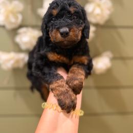 Acorn - Phantom male Bernedoodle puppy in Ocala, Florida from Bernedoodles of Florida