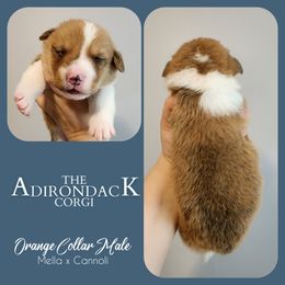 Orange Collar - Red male Pembroke Welsh Corgi puppy in Warrensburg, New York from The Adirondack Corgi