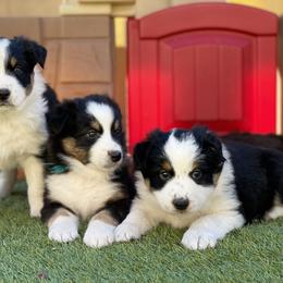 Australian Shepherd Puppies from Wranglin Aussies