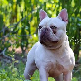 Meek - French Bulldog