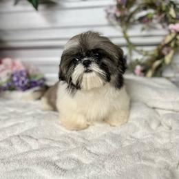 AKC Lena - Gold and white female Shih Tzu puppy in Elgin, South Carolina from Silver Bells Paw Prints