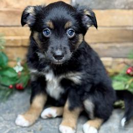 Bonfire - Black tri female Toy Australian Shepherd puppy in Mc Lean, Illinois from Kickapoo Creek Toy & Mini Aussies