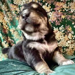 Girl 6 - female Central Asian Shepherd Dog puppy in Marshville, North Carolina from 704 Central Asian Shepherds