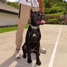 Cane Corso All Grown Up from Jay Harrison