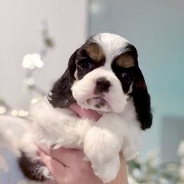 Girl 1 - Black white and tan Cocker Spaniel puppy in Texas from Sisu Cockers
