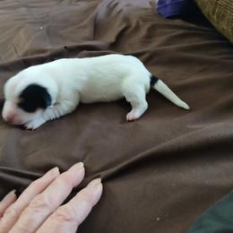 Pup 1 - Black and white male Chihuahua puppy in Madison, Wisconsin from Lynda Pups