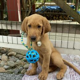 Labrador Retriever Puppies from Mountain Top View Fox Red Labs