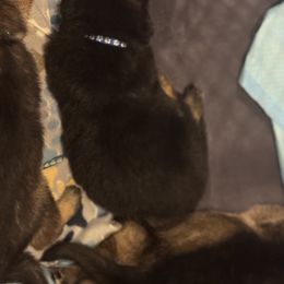 Blue - Black and tan male German Shepherd puppy in La Follette, Tennessee from Moore German Shepherds